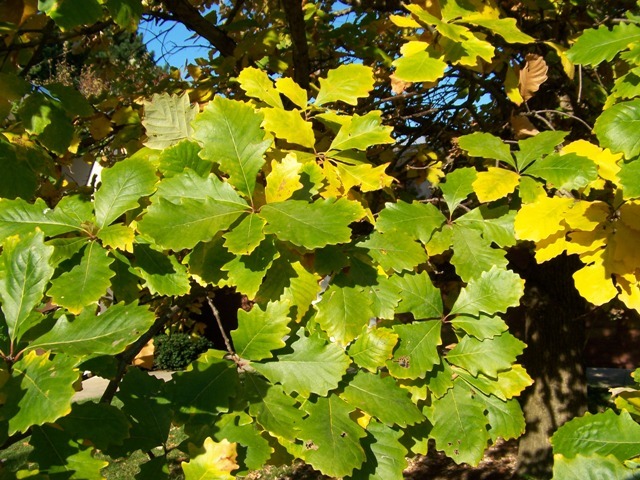 Swamp White Oak leaves